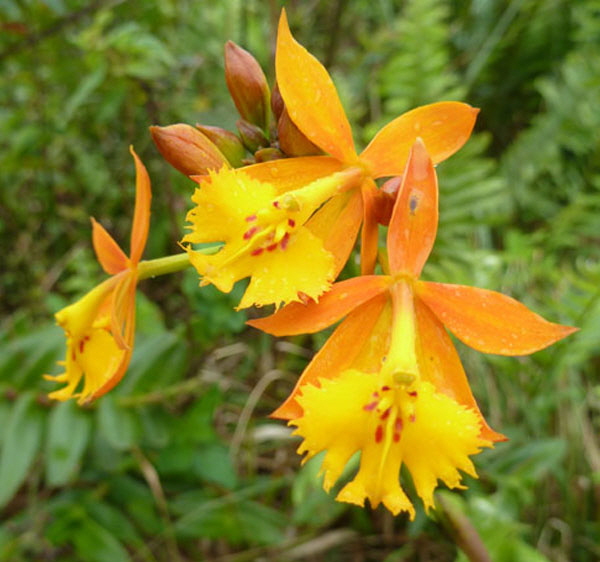 Wild-Orchid--Volcan-Mombach